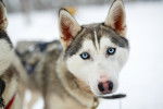 Photo Alaskan Husky