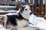 Un Alaskan Husky allongé devant un chalet dans la neige