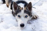 Photo Alaskan Husky