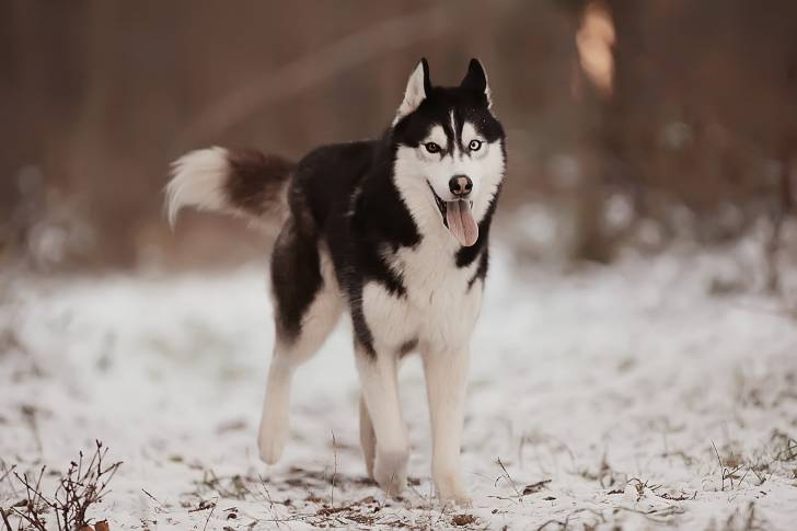 Photo Alaskan Husky