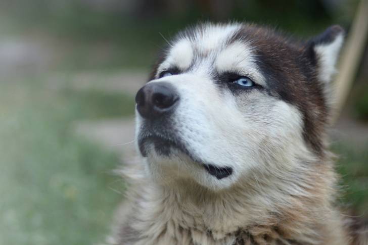 Photo Alaskan Husky