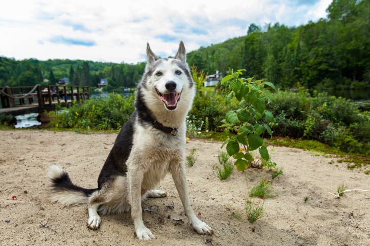 Photo Alaskan Husky