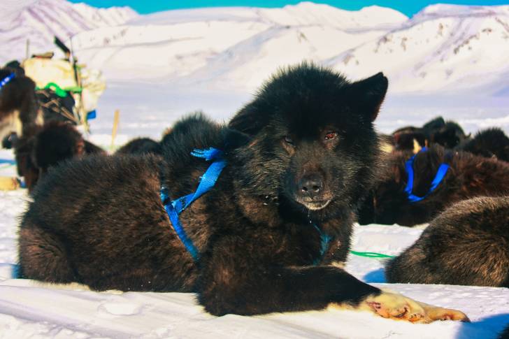 Un Husky de Sakhaline noir allongé dans la neige