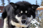 Photo Husky de Sakhaline