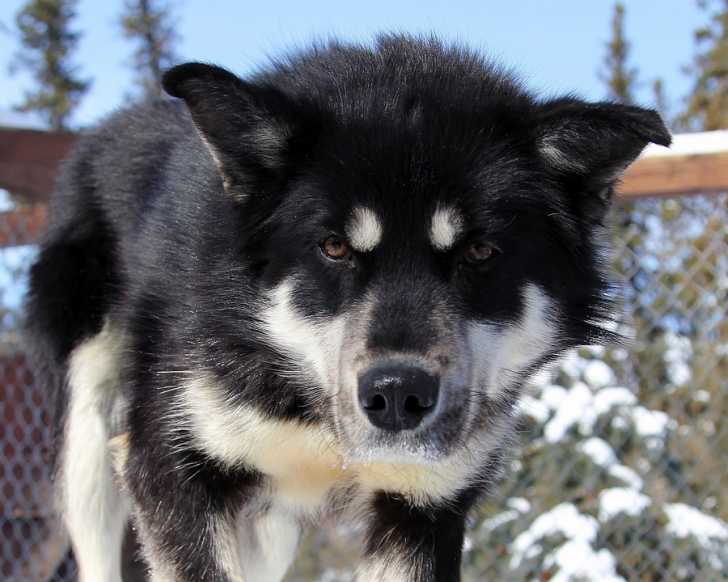 Vue proche d'un Husky de Sakhaline en hiver