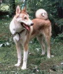 Photo Laïka de Sibérie Orientale