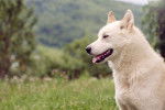 Photo Laïka de Sibérie Orientale