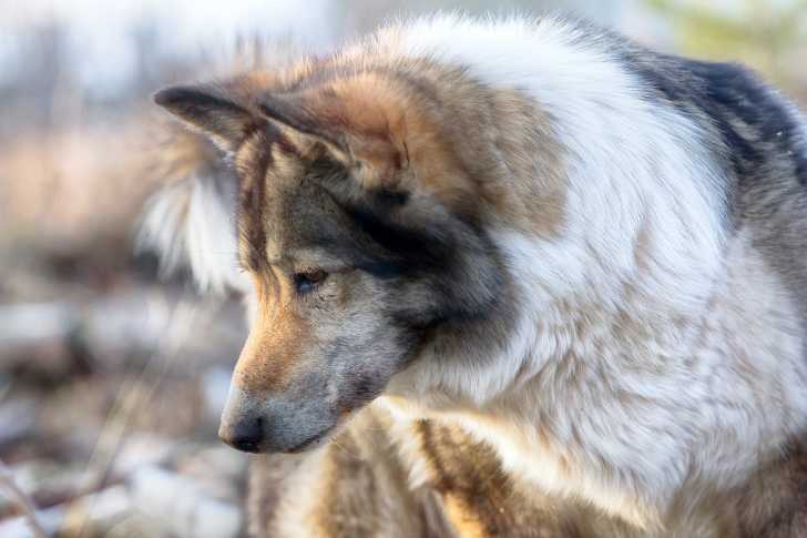 Vue proche d'un Laïka de Sibérie Orientale en montagne