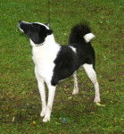 Photo Laïka Russo-Européen