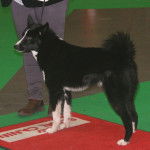 Photo Laïka Russo-Européen