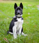 Photo Laïka Russo-Européen