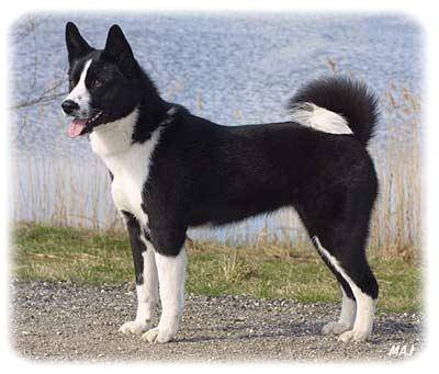 Bouboulle - Laïka Russo-Européen