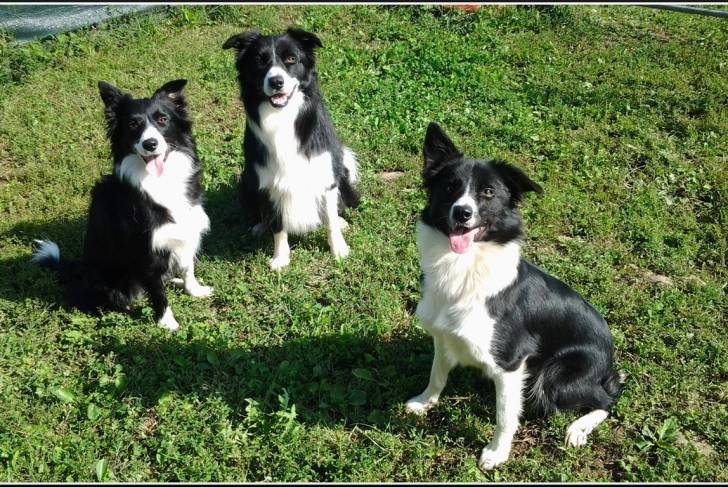 Photo Laïka Russo-Européen