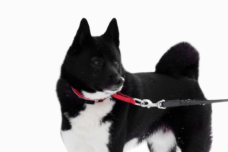 Photo Laïka Russo-Européen