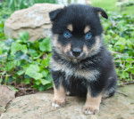 Photo Pomsky