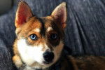 Photo Pomsky