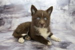 Photo Pomsky