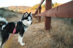 Photo Pomsky