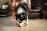 Photo Pomsky