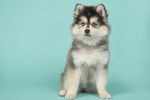 Photo Pomsky