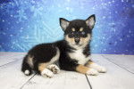 Photo Pomsky