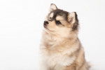 Photo Pomsky
