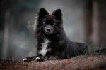 Photo Pomsky