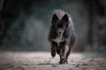 Photo Pomsky