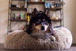 Photo Pomsky