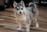 Photo Pomsky