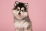 Photo Pomsky