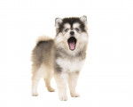 Photo Pomsky