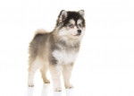 Photo Pomsky