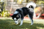 Photo Pomsky