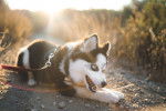 Photo Pomsky