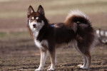 Photo Pomsky