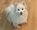 Un Pomsky assis sur un parquet