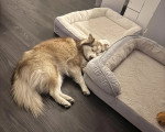 Un Pomsky allongé sur un parquet et semblant dormir