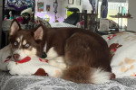 Un Pomsky allongé sur un lit et portant un collier autour du cou