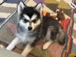 Un Pomsky allongé sur un tapis