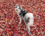 Un Pomsky tenu en laisse sur une surface jonchés de feuilles de mortes