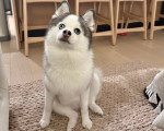 Un Pomsky assis sur un tapis