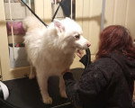 Un Pomsky se  faisant examiner le pelage par une femme