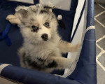 Un Pomsky dans un berceau pour chien