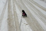 Un Pomsky assis sur une surface enneigée et tenu en laisse