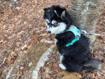 Un Pomsky assis et tenu en laisse sur un terrain jonchés de feuilles mortes
