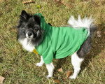 Un Pomsky sur un terrain herbeux et portant un pull-over pour chien