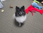 Un Pomsky assis sur une moquette