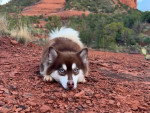 Un Pomsky allongé sur un sol rocailleux