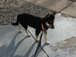 Un Pomsky marchant dans la rue et tenu en laisse